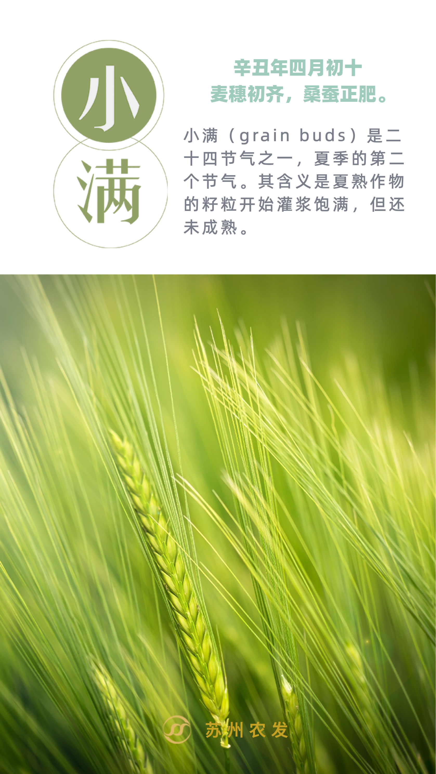 8小滿(mǎn).png